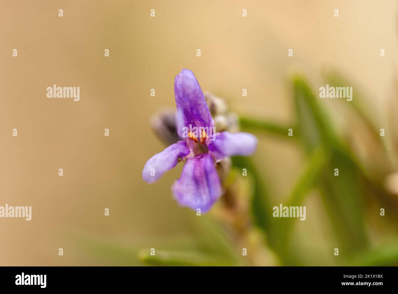Macro photo of rosemary flower, scientific name Salvia rosmarinus