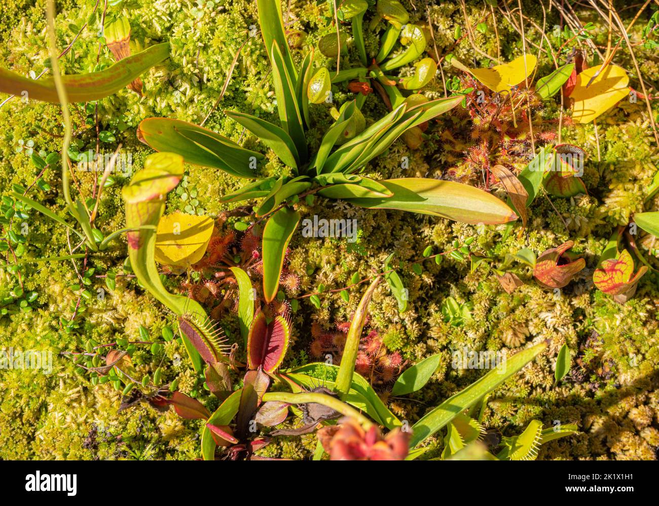 various carnivorous plants in wet and sunny ambiance seen from above Stock Photo