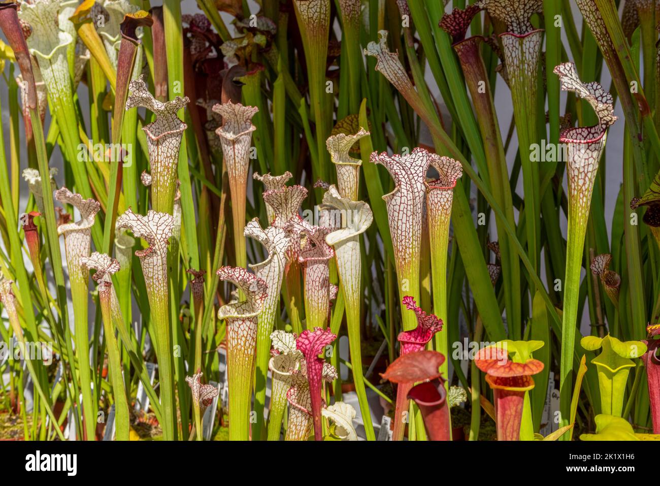 Lots of sunny illuminated carnivorous crimson pitcher plants Stock Photo