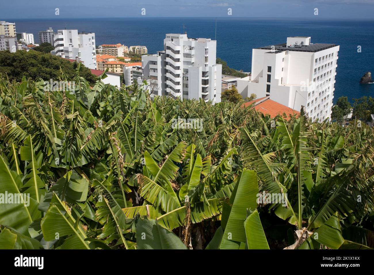 Lush summer vegetation on hillside in Sao Martinho area of Funchal Madeira Stock Photo