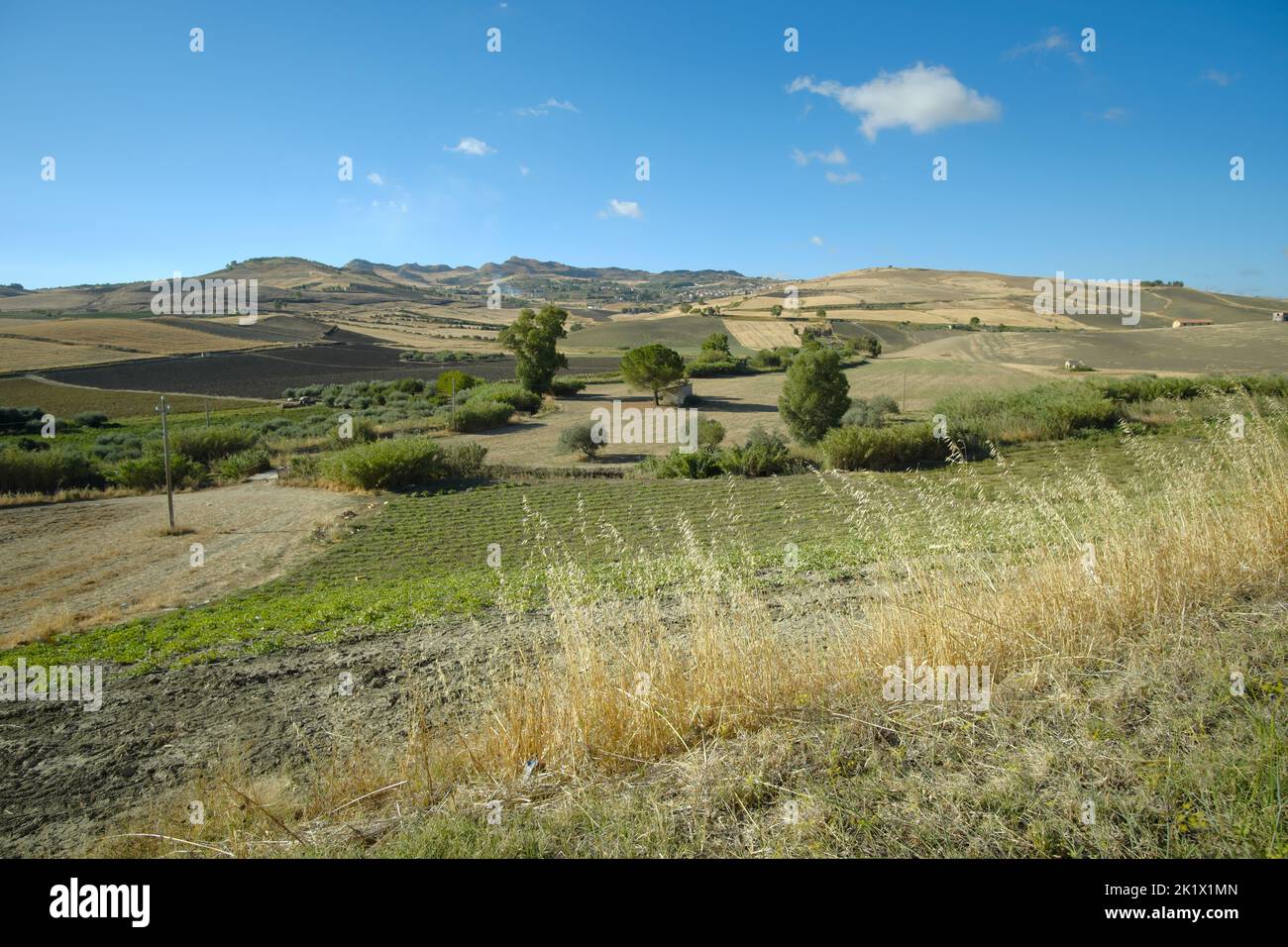 trees in field and farm in Sicily landscape Stock Photo - Alamy