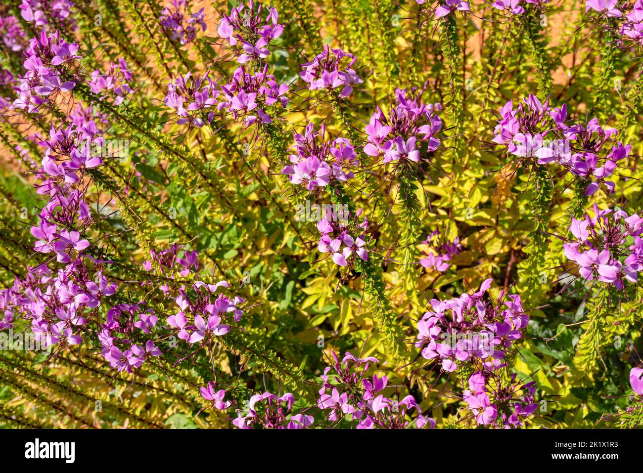 Sunny illuminated dense spider flower vegetation Stock Photo