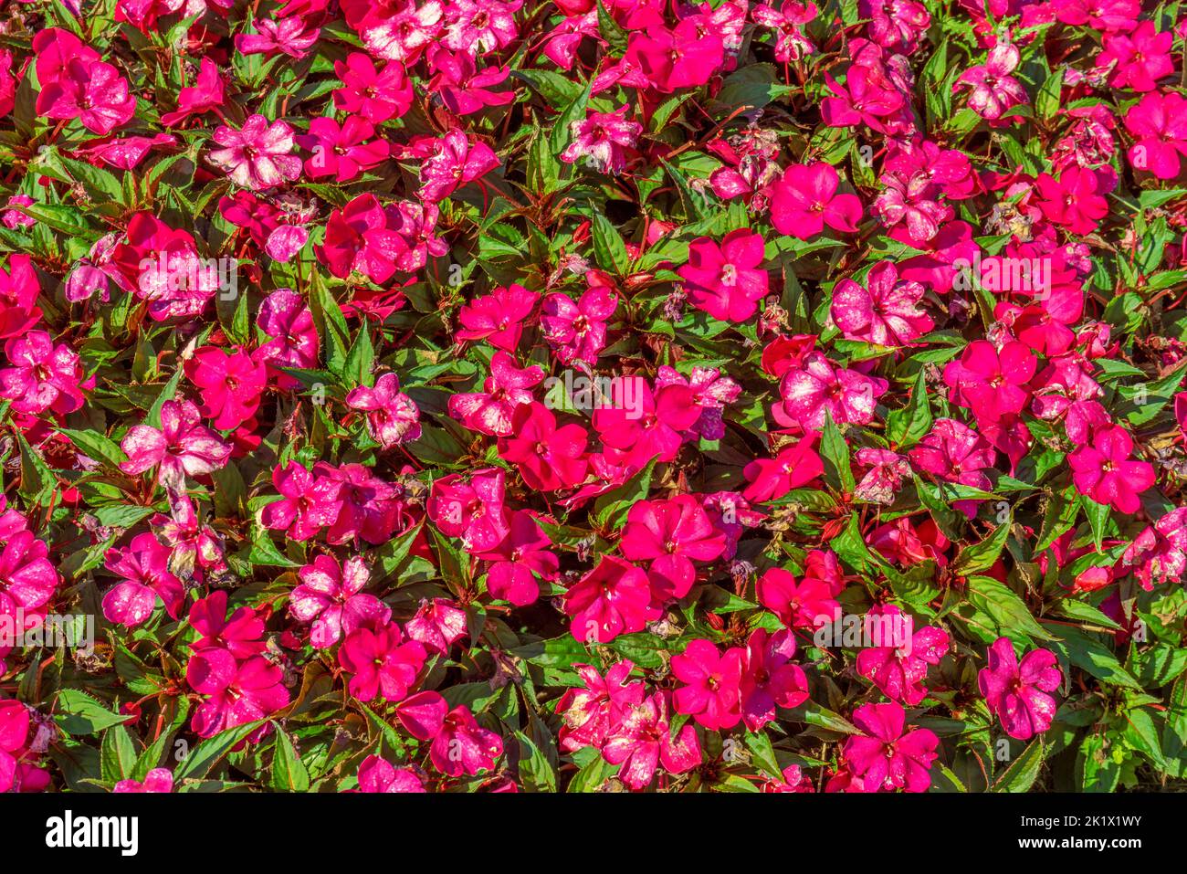 Lots of flowering New Guinea impatiens flowers in sunny ambiance Stock Photo