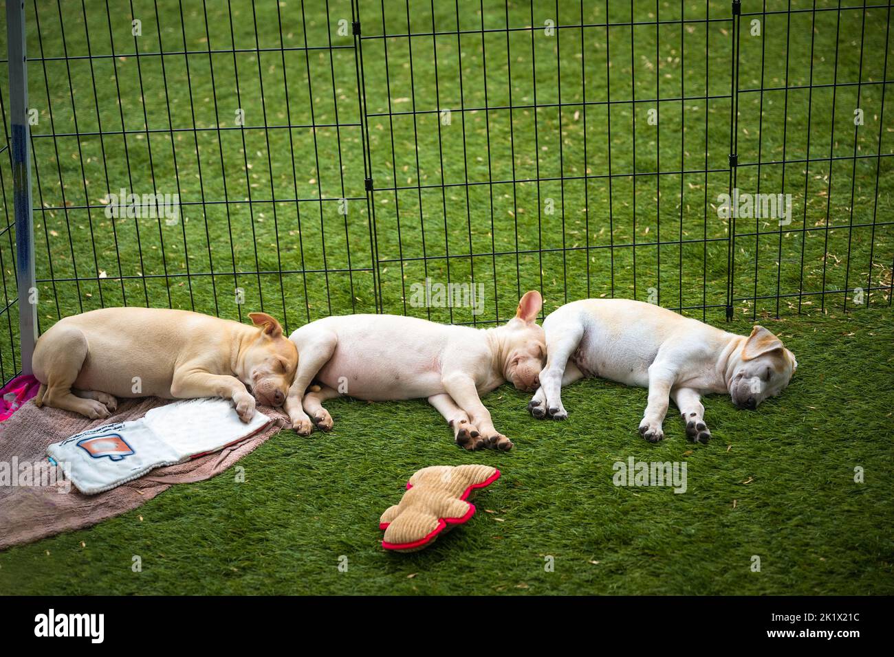 A cage with three puppies sleeping on the floor Stock Photo Alamy