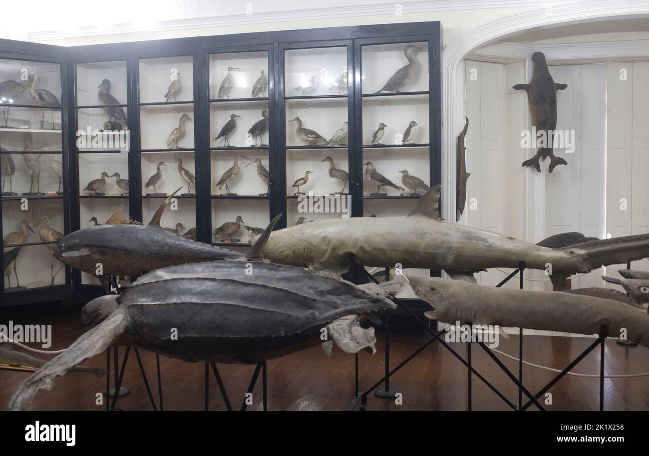 stuffed birds and stuffed fish in the natural history museum in the botanical gradens Funchal Madeira Stock Photo