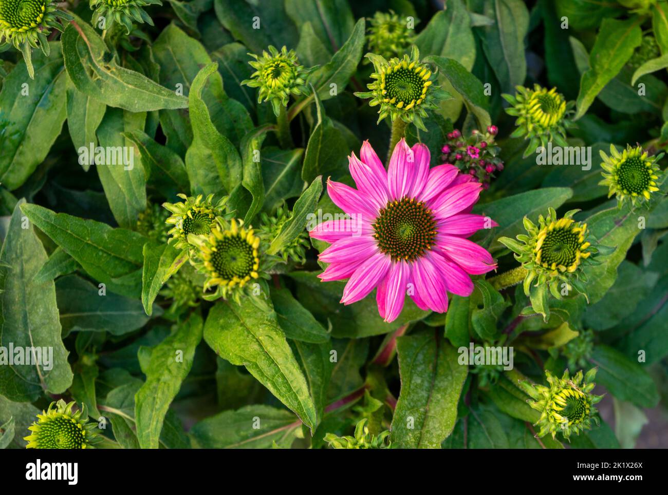 Purple coneflower in natural green ambiance seen from above Stock Photo