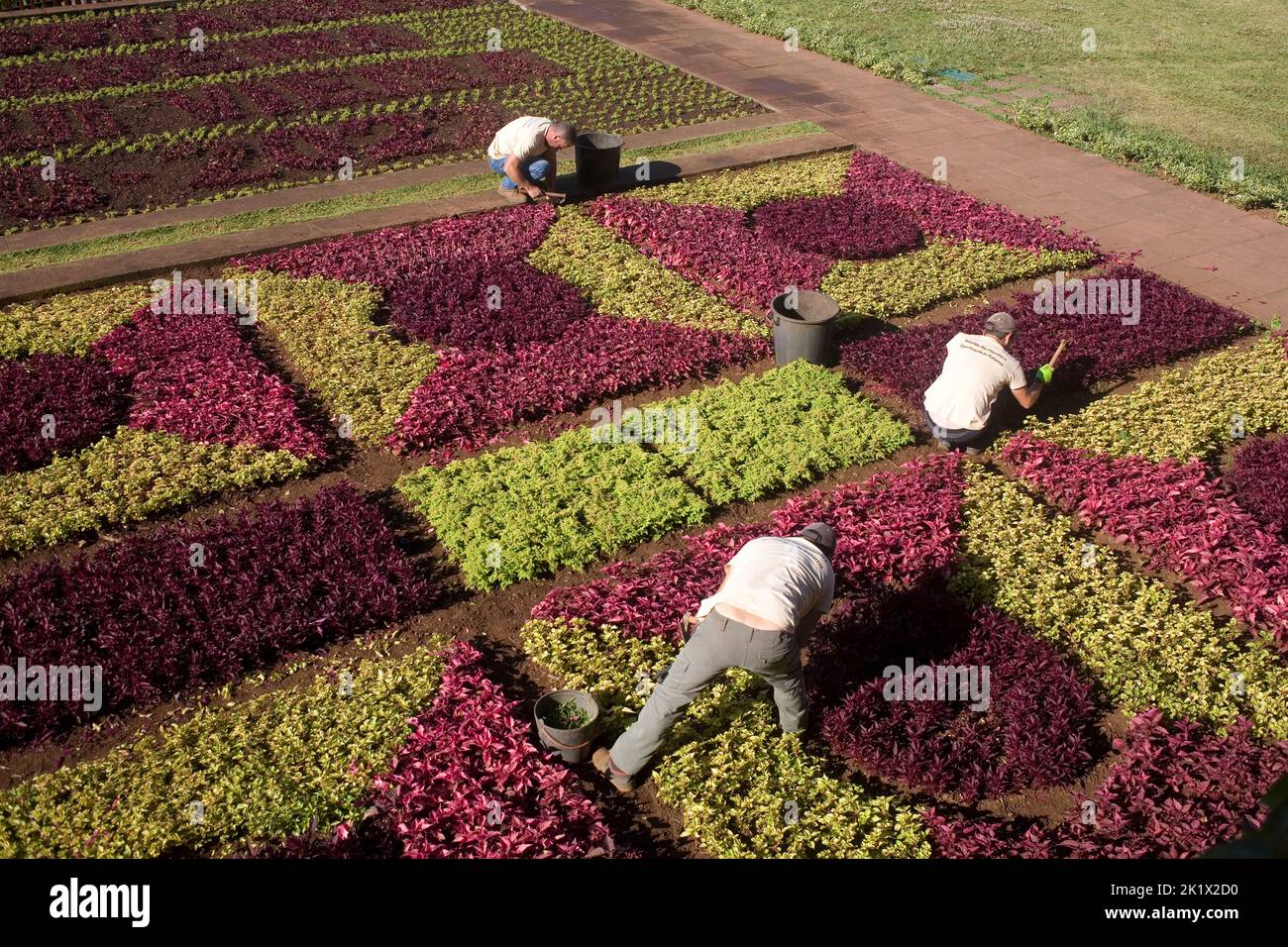 three gardeners working on the formal garden at the botanical gardens Funchal Madeira Stock Photo