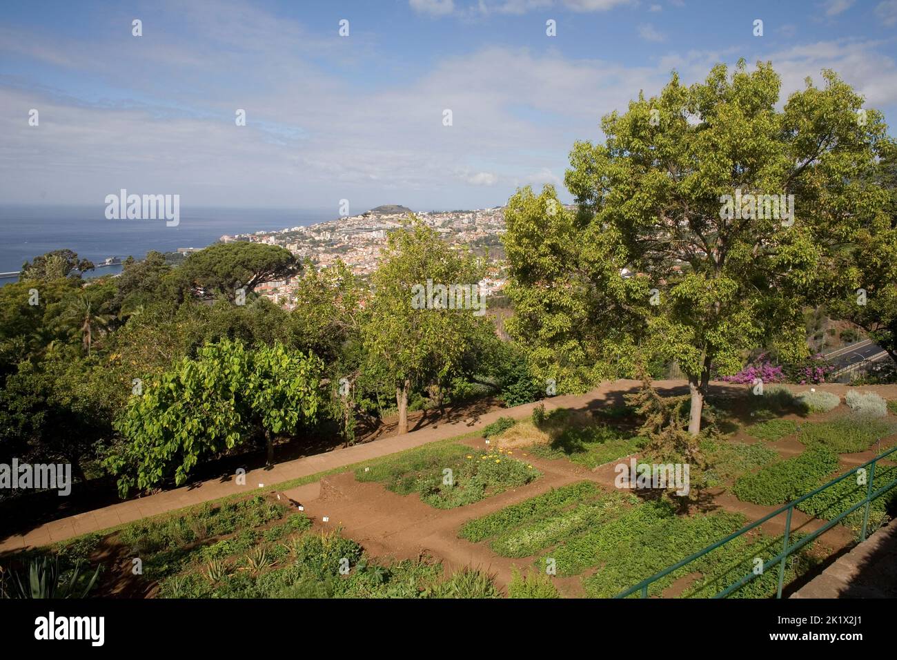trees and plants in botanical garden with city of Funchal Madeira beyond Stock Photo
