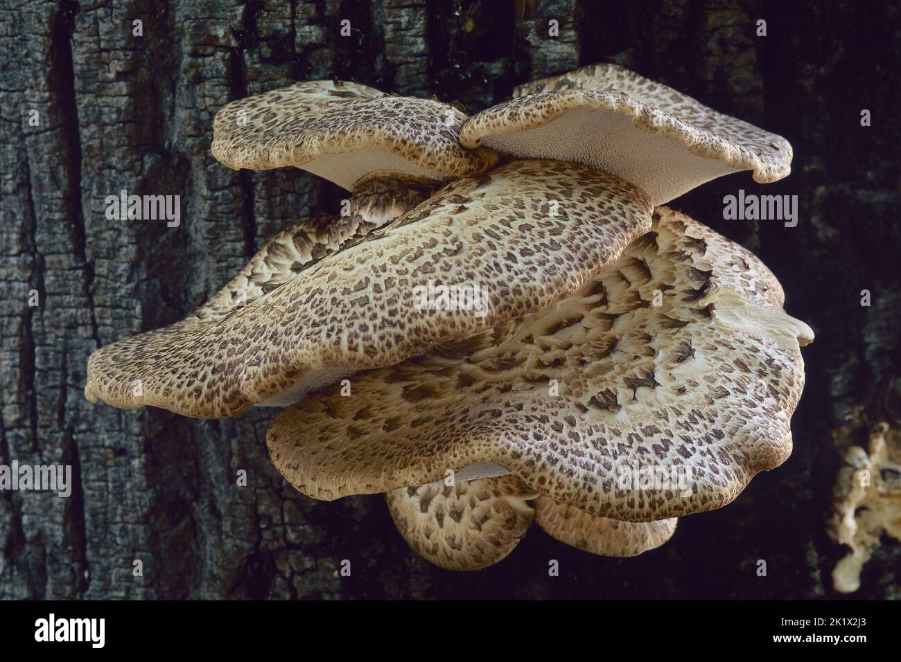 young specimens of pheasant's back mushroom grows  on a trunk of lime tree Stock Photo