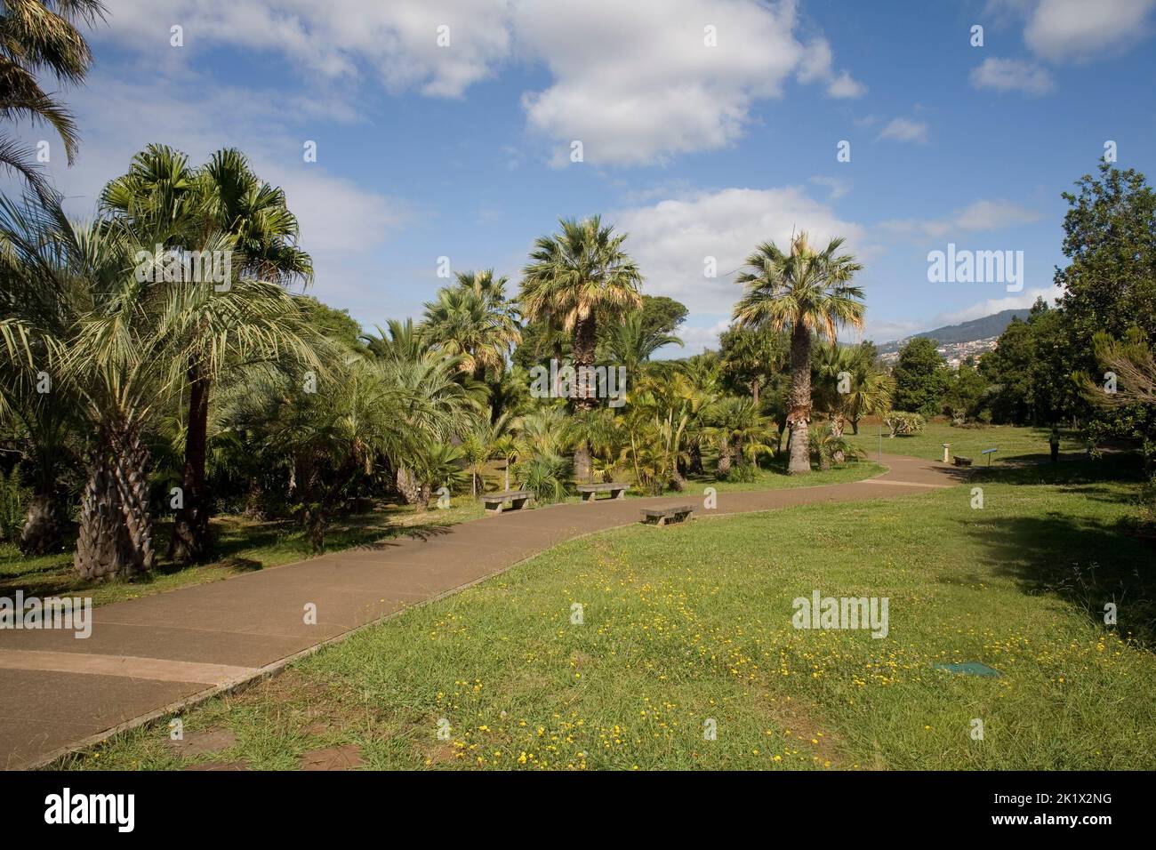 path and palm trees in botanical gardens Funchal Madeira Stock Photo