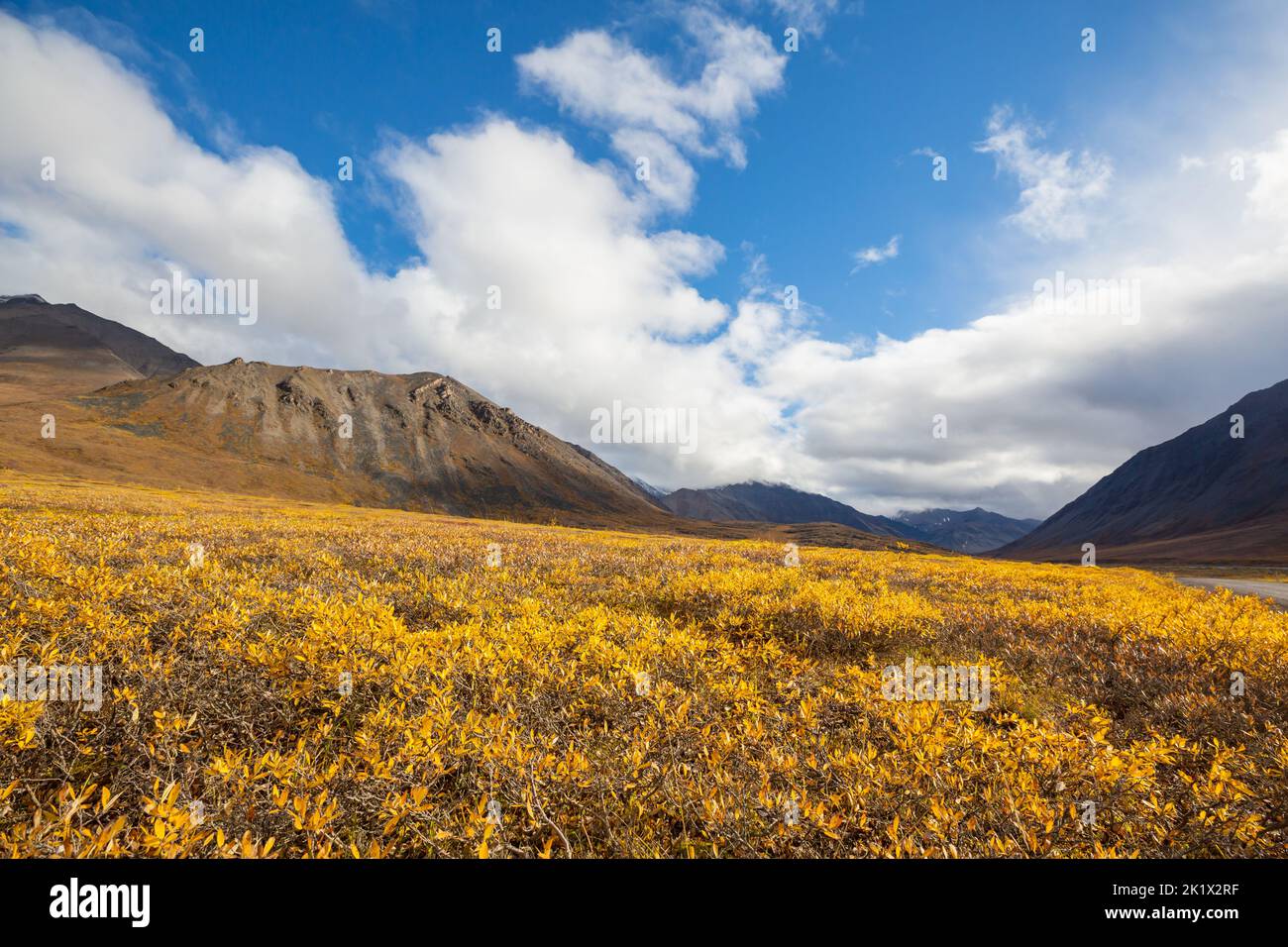 Tundra landscapes above Arctic circle in autumn season. Beautiful natural background. Stock Photo