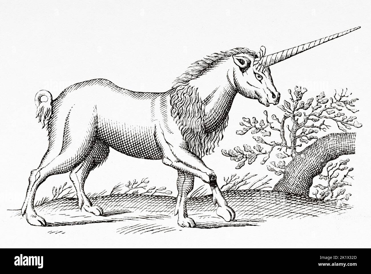 Unicorn. Monoceros seu unicornu aliud. Old 19th century engraved illustration from La Nature 1890 Stock Photo