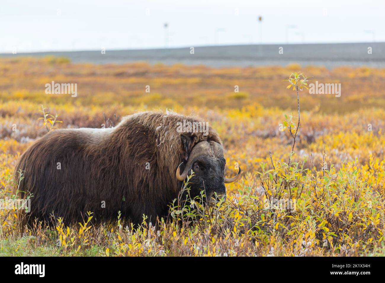 Wild musk ox in a autumn landscape in arctic tundra, Canada Stock Photo