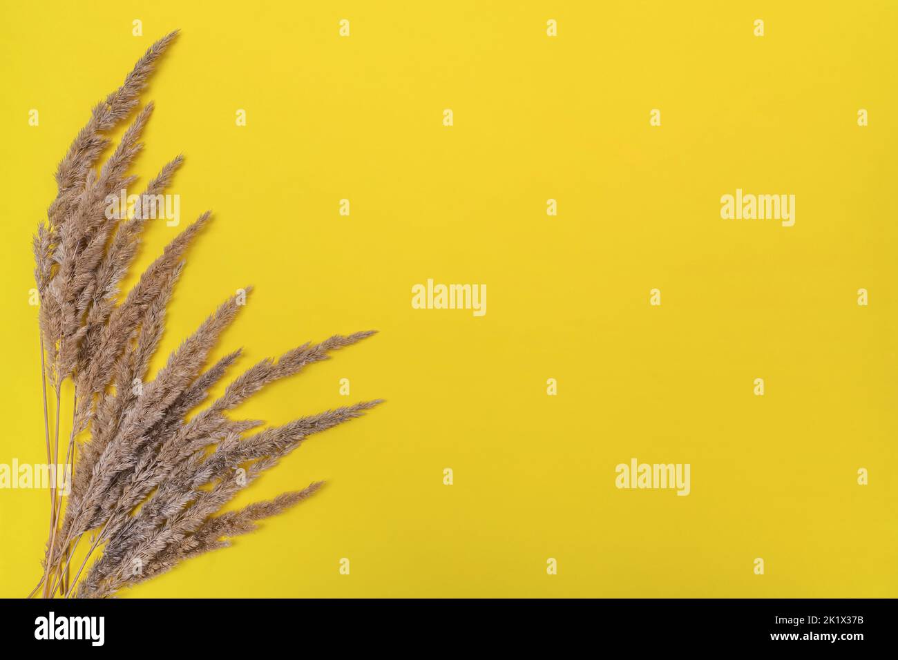 Dry decorative grass on a yellow background. Stock Photo