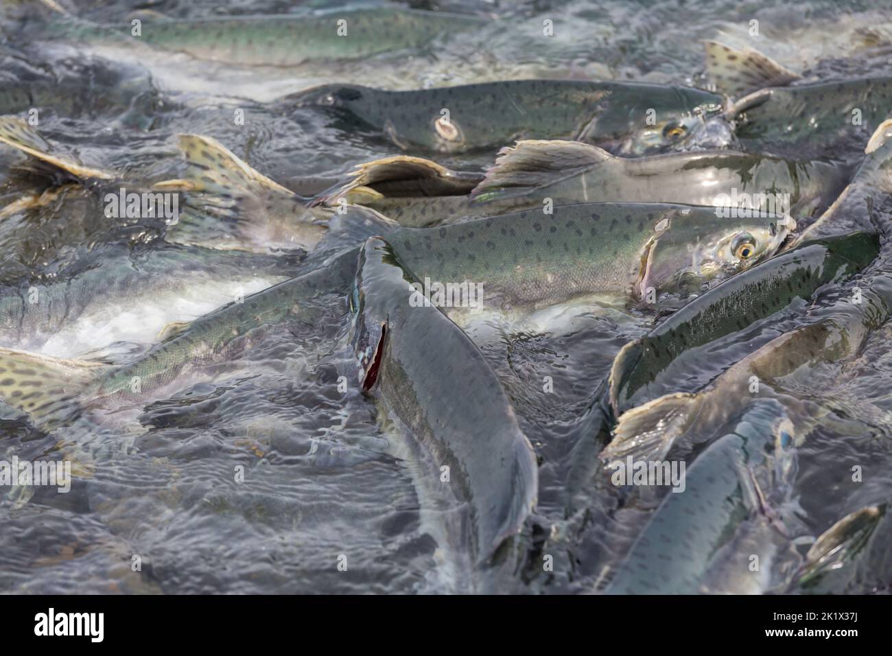 salmon spawning in Alaska river Stock Photo