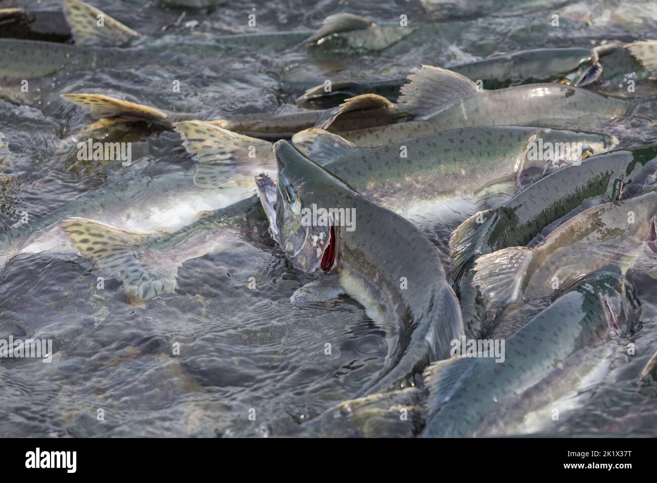 salmon spawning in Alaska river Stock Photo