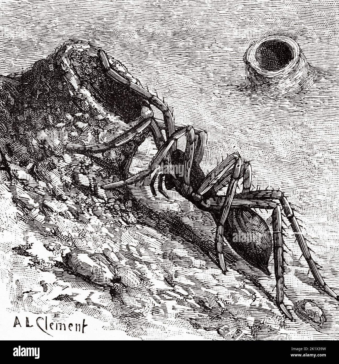 Lycosa erythrognatha spider. Old 19th century engraved illustration from La Nature 1890 Stock Photo