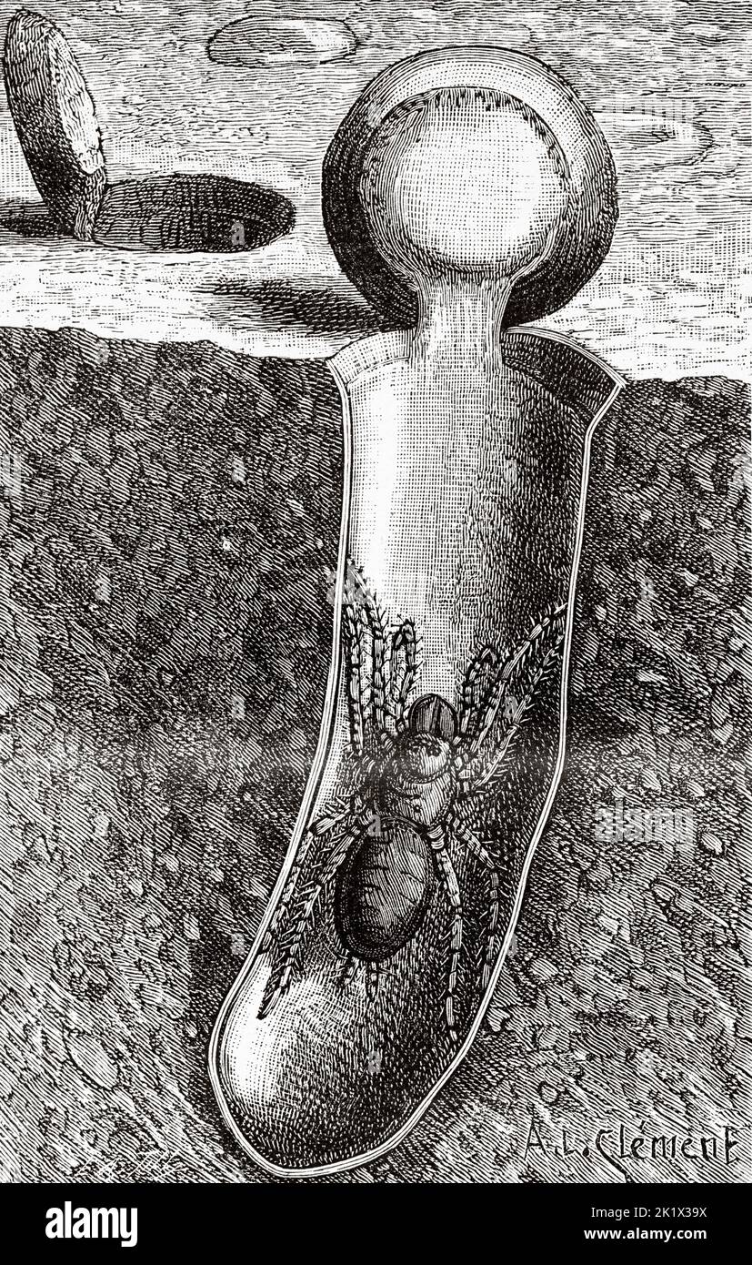 Mygale pionière (Trapdoor spider) Old 19th century engraved illustration from La Nature 1890 Stock Photo