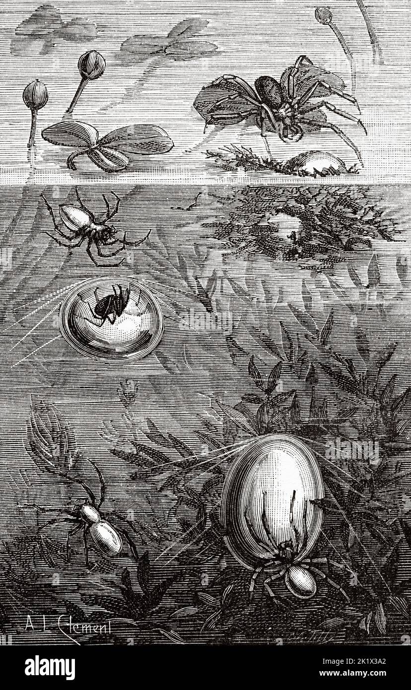 The diving bell spider or water spider (Argyroneta aquatica) is the only species of spider known to live almost entirely underwater. Old 19th century engraved illustration from La Nature 1890 Stock Photo
