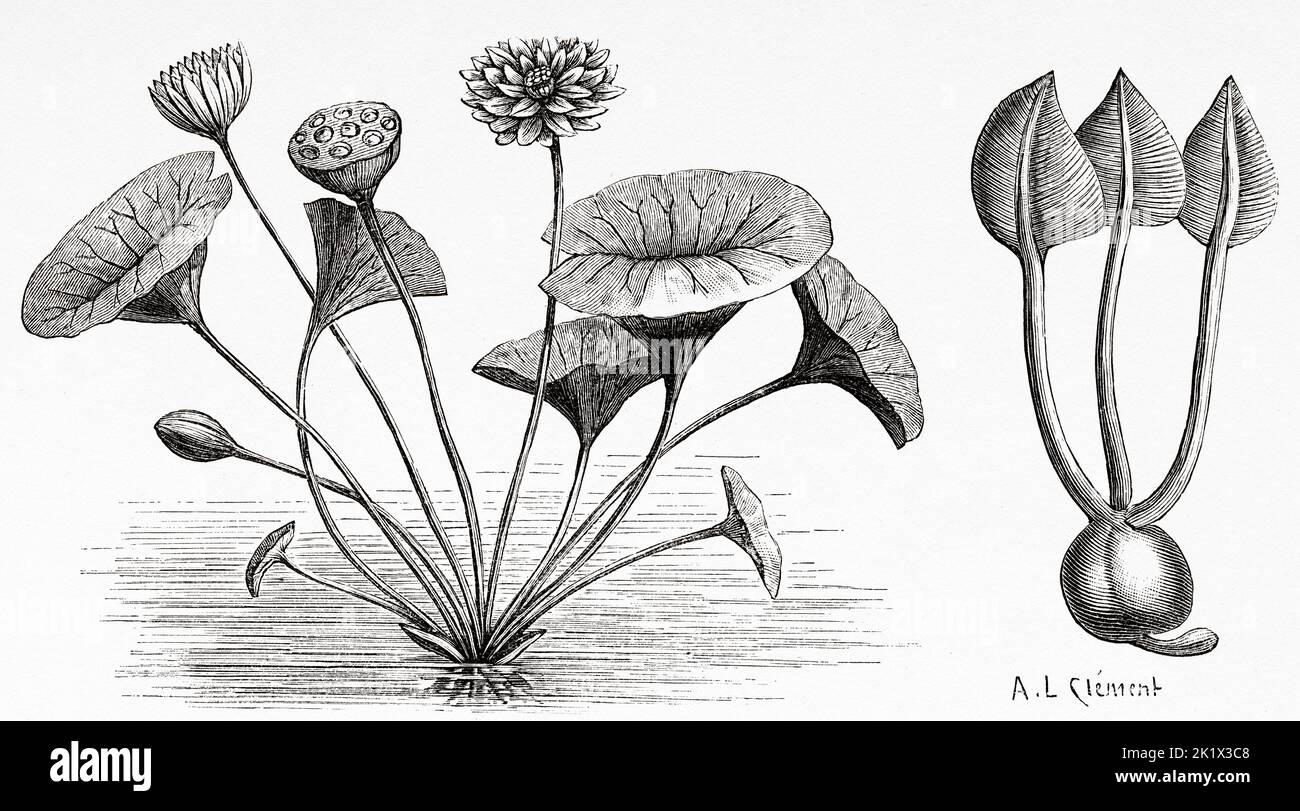 Nelumbo nucifera, also known as Indian lotus, sacred lotus or simply lotus, is one of two extant species of aquatic plant in the family Nelumbonaceae, members of the family Nymphaeaceae. Old 19th century engraved illustration from La Nature 1890 Stock Photo