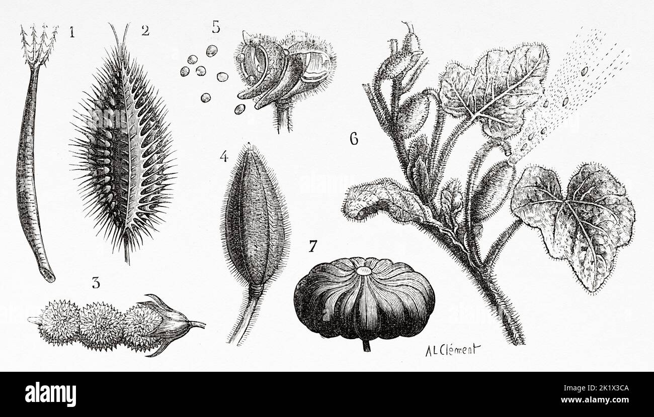 Eriophile fruits. 1 Bidens pilosa, 2 Fruits of the Wild Carrot (Daucus carota), 3 Onobrychis viciifolia also known as O. sativa or common sainfoin, 4 Balsam fruit, 5 Same opening when ripe, 6 Momordic, 7 Elastic hourglass fruit. Old 19th century engraved illustration from La Nature 1890 Stock Photo