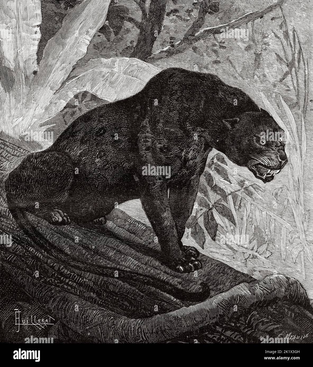 Black Panther at the Natural History Museum in Paris, France. Old 19th century engraved illustration from La Nature 1890 Stock Photo