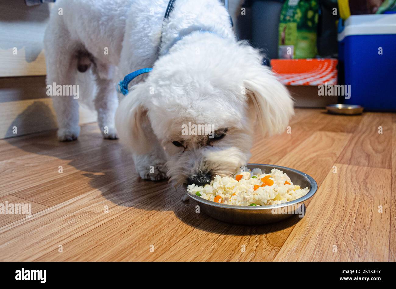 A small, white cavapoo dog eating food from a metal bowl on the kitchen floor. Stock Photo