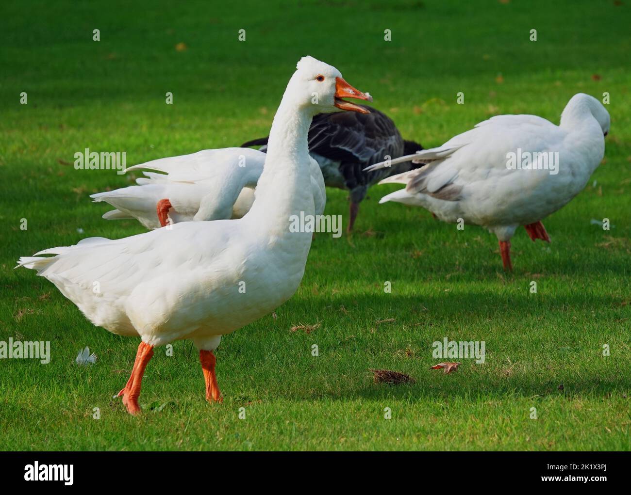 Complaining white domestic goose on a meadow in front of three other geese. Location: Hardenberg, the Netherlands Stock Photo