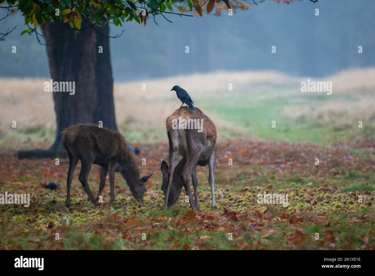 Deer at richmond Park in London Stock Photo