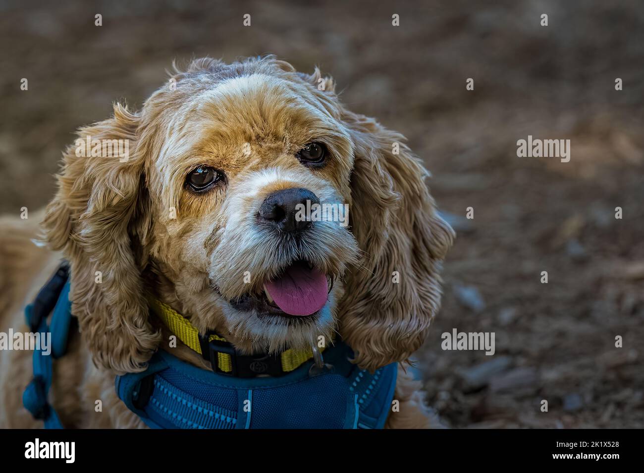 A furry cute brown dog lying on the ground Stock Photo - Alamy