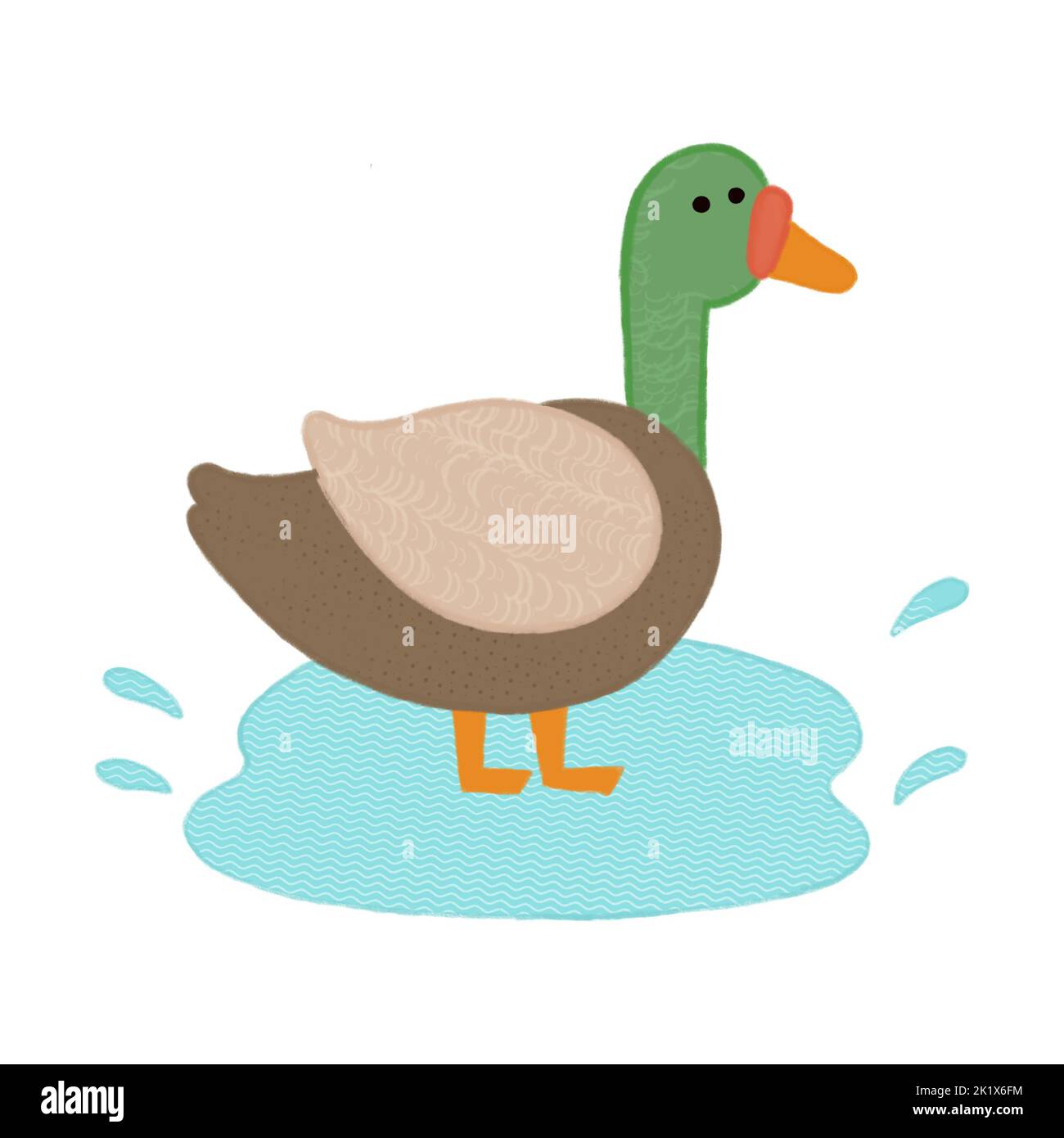 mallard duck standing in water handdrawn kids illustration Stock Photo