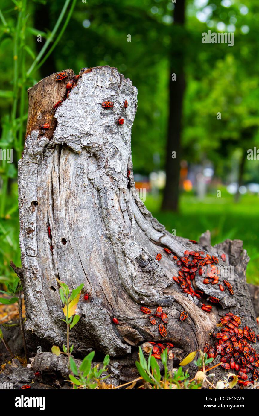 Red beetles. A flock of beetles sits on a stump. insects in the sun ...