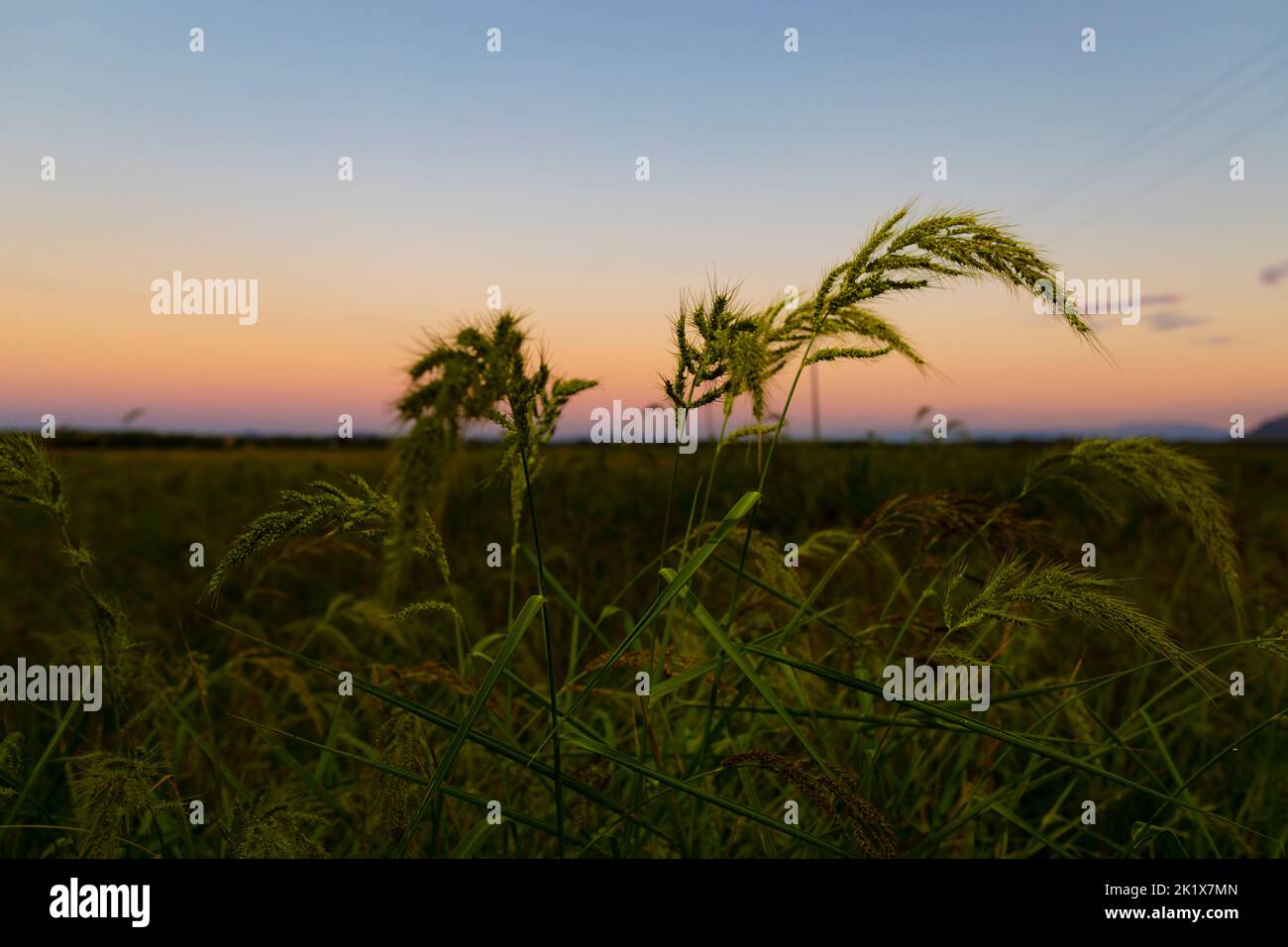 Late rice hi-res stock photography and images - Alamy