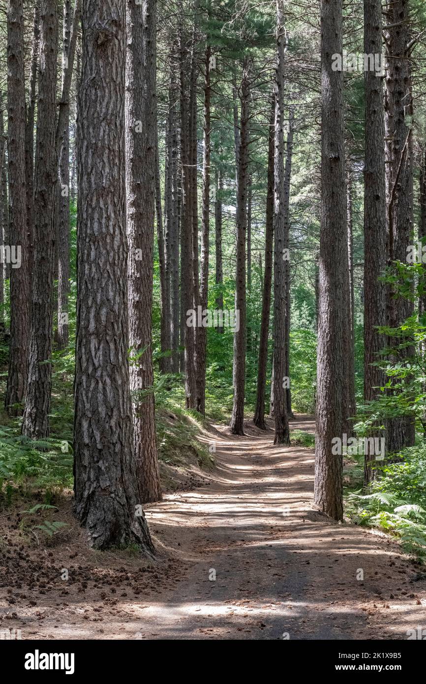 The quiet pine forest of Ragabo, high on the slopes of Mount Etna, Sicily Stock Photo