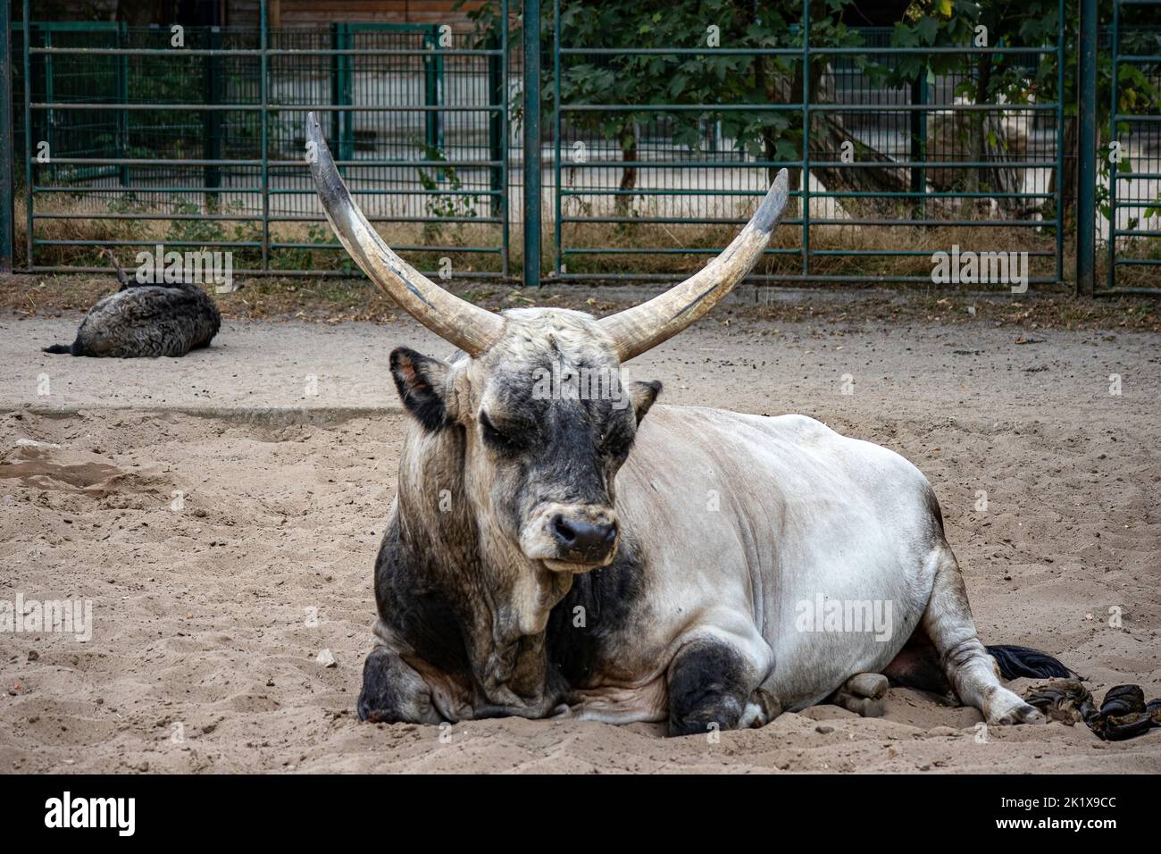 Hungarian zoo hi-res stock photography and images - Alamy