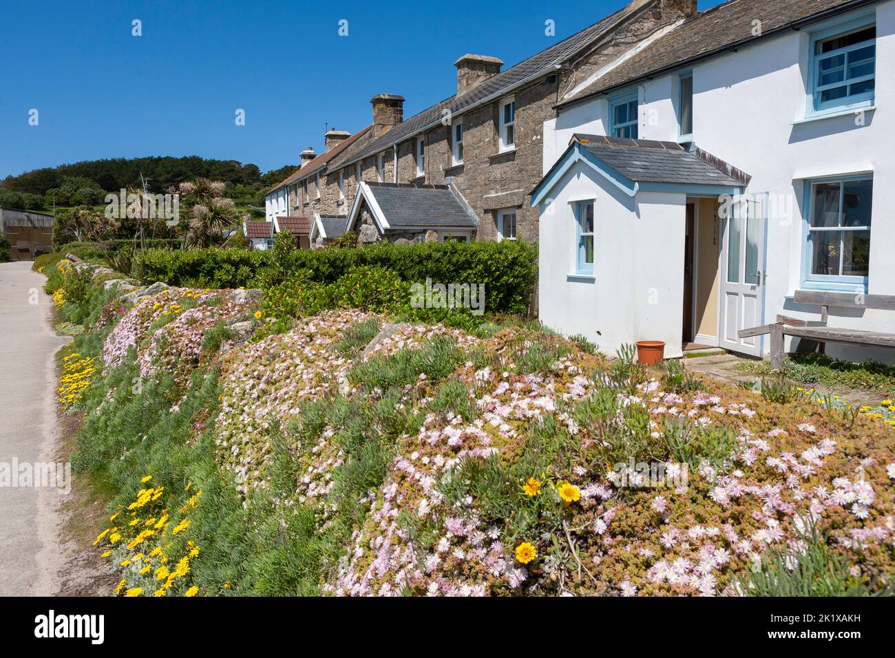 Row of cottages with a profusion of flowers growing over the garden walls: New Grimsby Quay, Tresco, Isles of Scilly, UK Stock Photo
