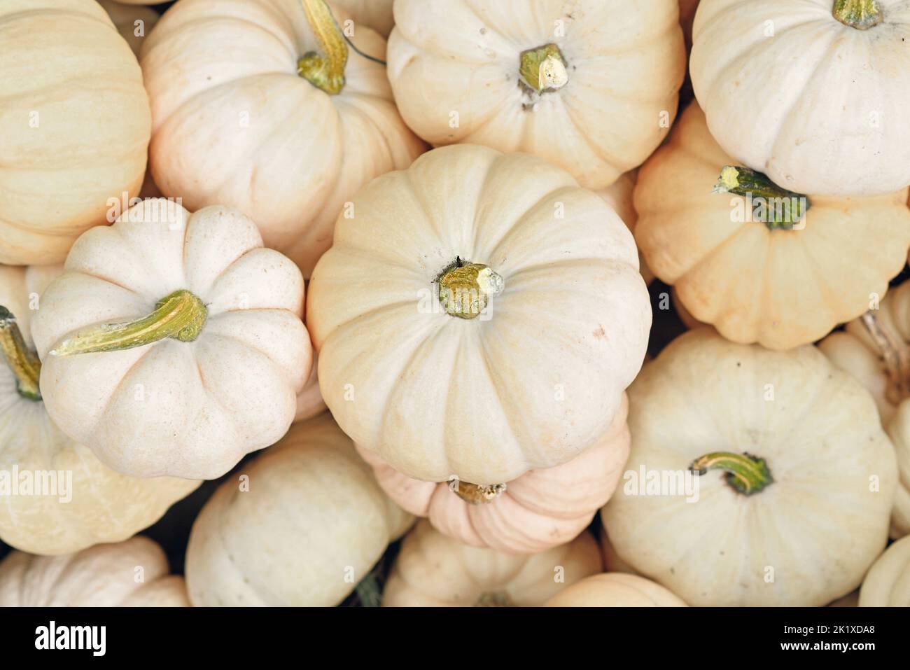 Top view of many small white Baby Boo pumpkin in pile Stock Photo