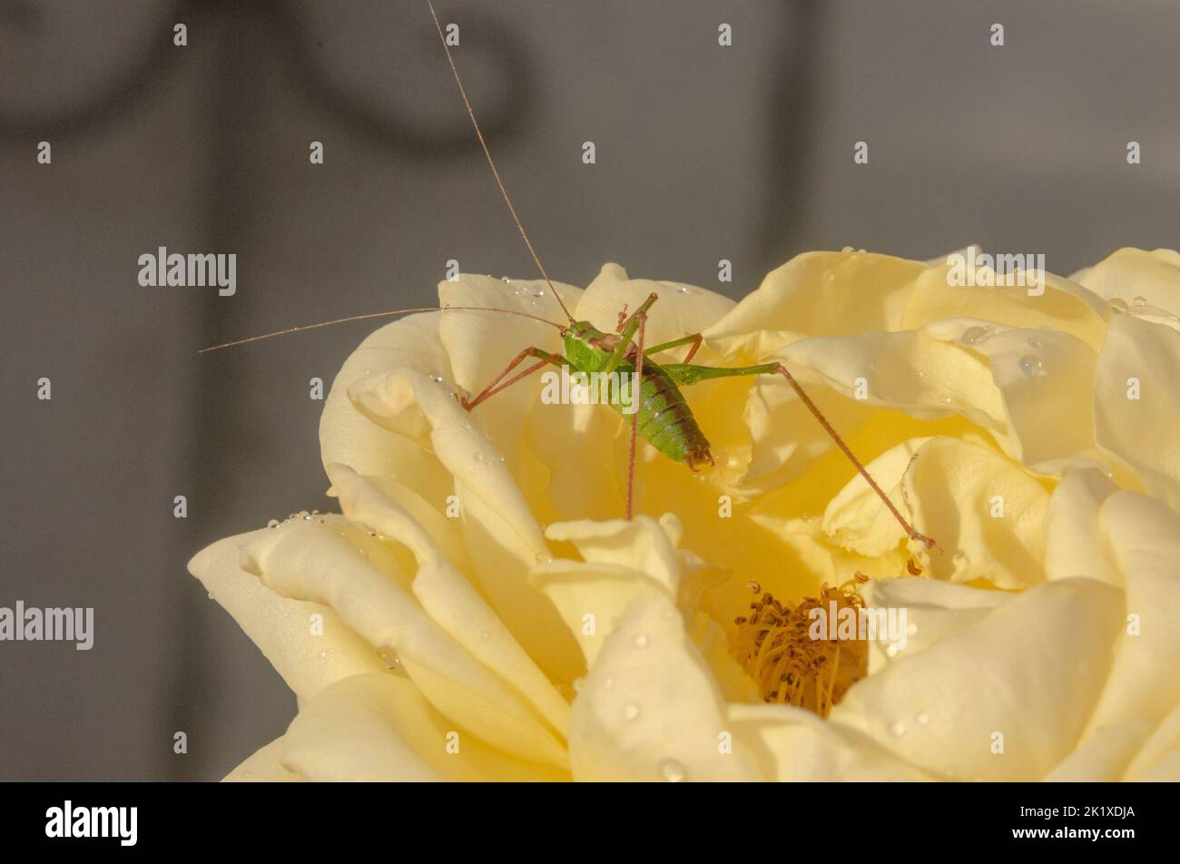 a grasshopper on a yellow rose Stock Photo