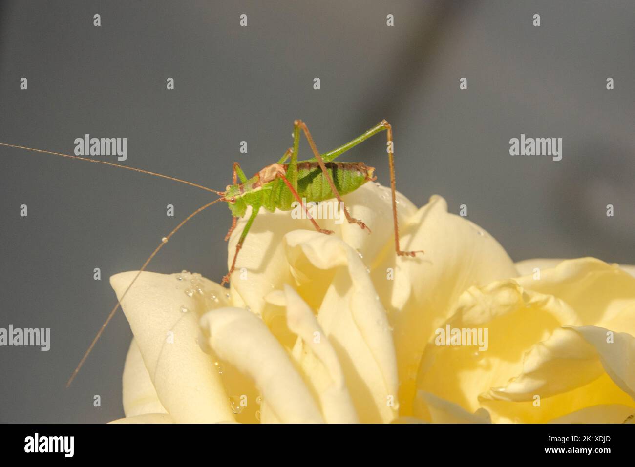 a grasshopper on a yellow rose Stock Photo