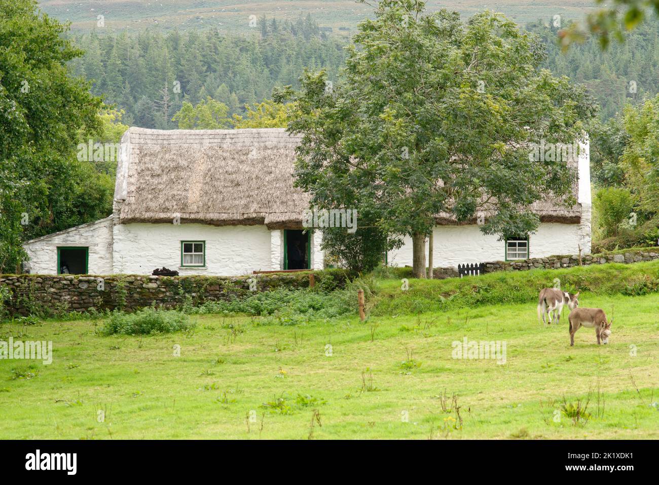 Thatched crofters cottage in Ireland with two donkeys in filed in front. Stock Photo