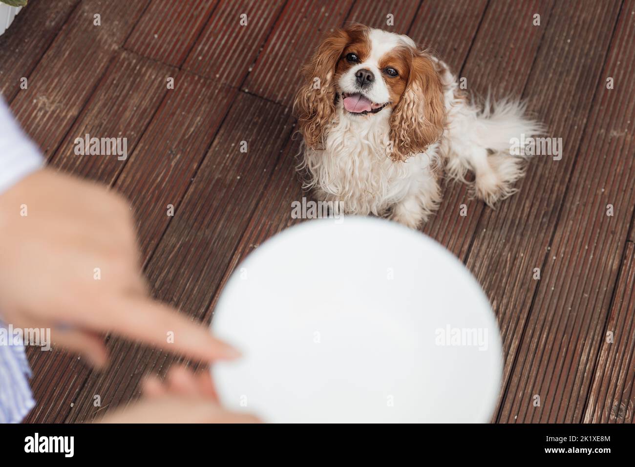 Close up of white pet plate with cropped human hands. Feeding and training of smart dog Cavalier King Charles spaniel  Stock Photo