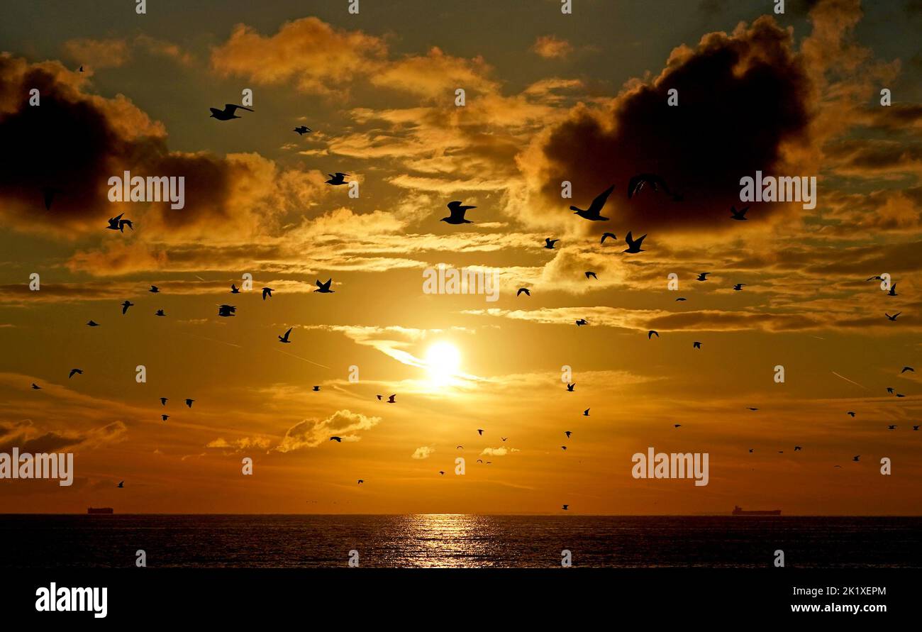 A flock of birds in the sky as the sun rises over Dungeness in Kent. Picture date: Wednesday September 21, 2022. Stock Photo