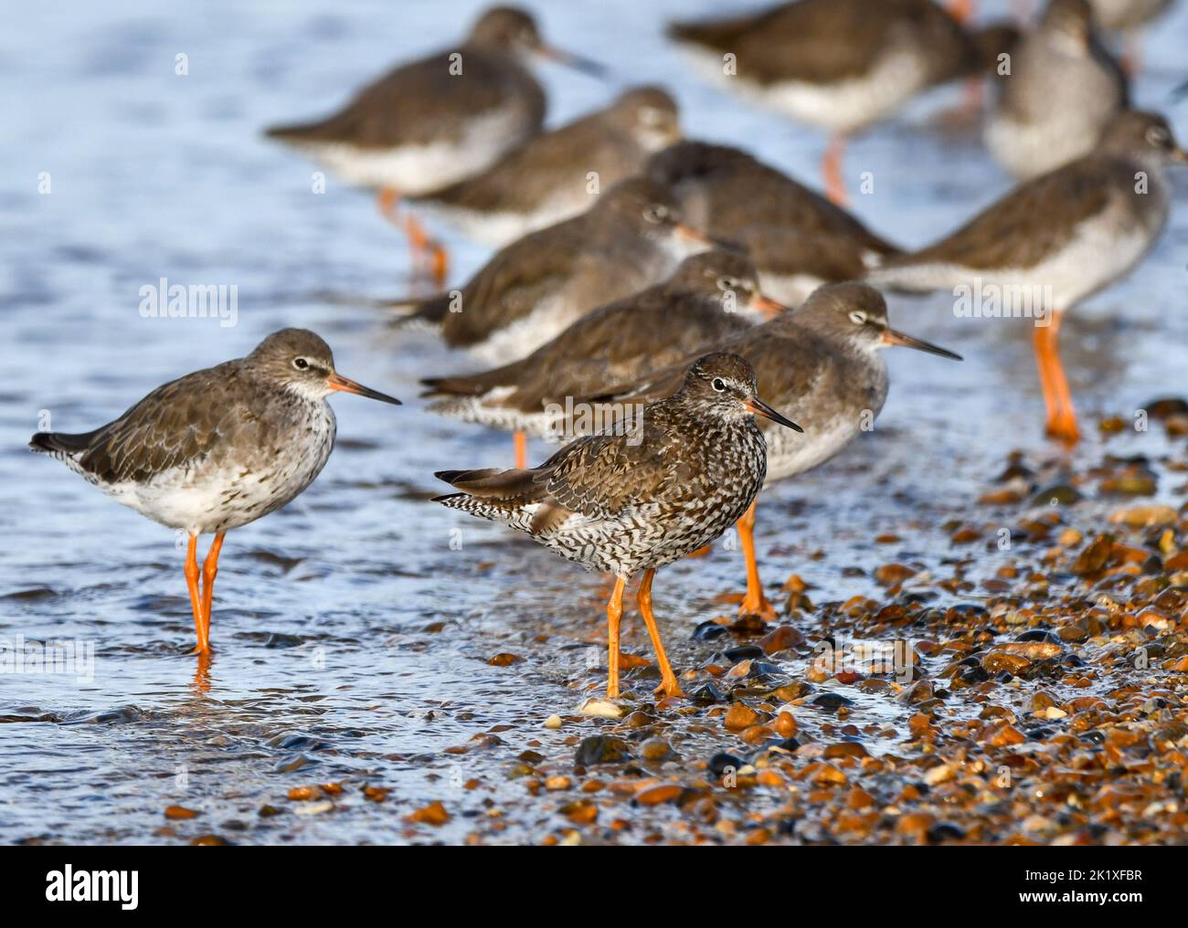 Common redshank, tringa totanus Stock Photo