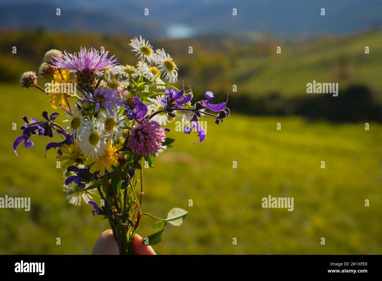 Hand picking wildflowers hires stock photography and images Alamy