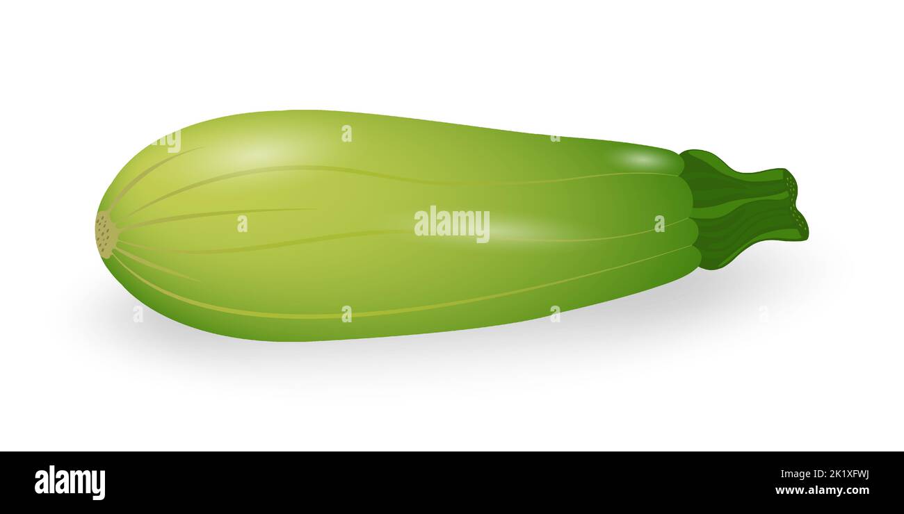 Zucchini isolated on white background. Fresh green squash, vegetable marrow. Harvest zucchini. Vector illustration. Stock Vector