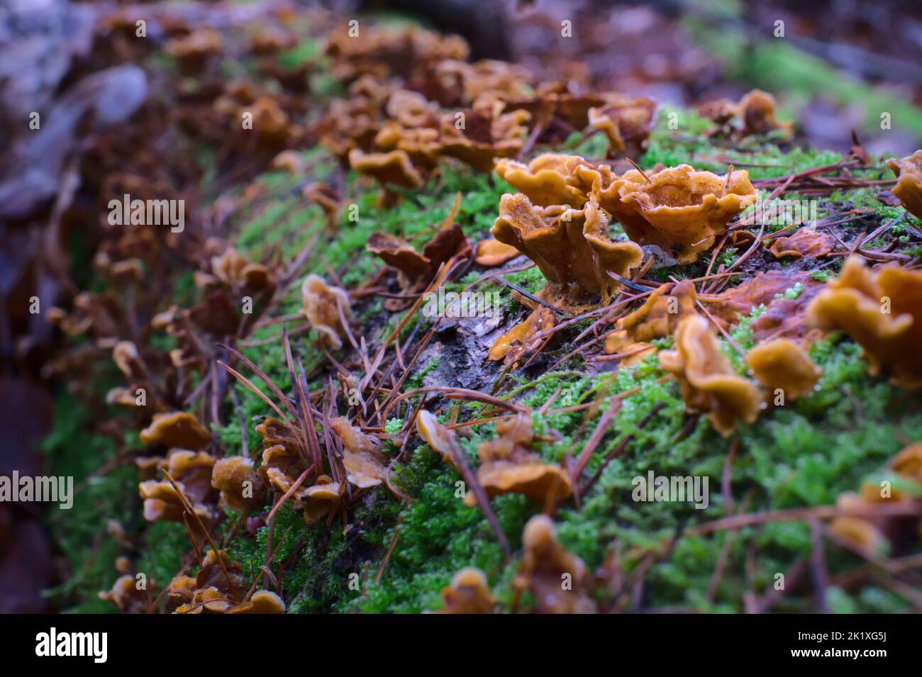 Moss and mushrooms grows on moist trees on the wood Stock Photo - Alamy