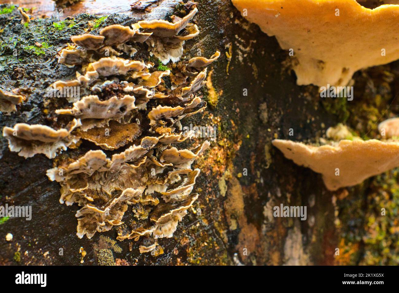 Moss and mushrooms grows on moist trees on the wood Stock Photo - Alamy