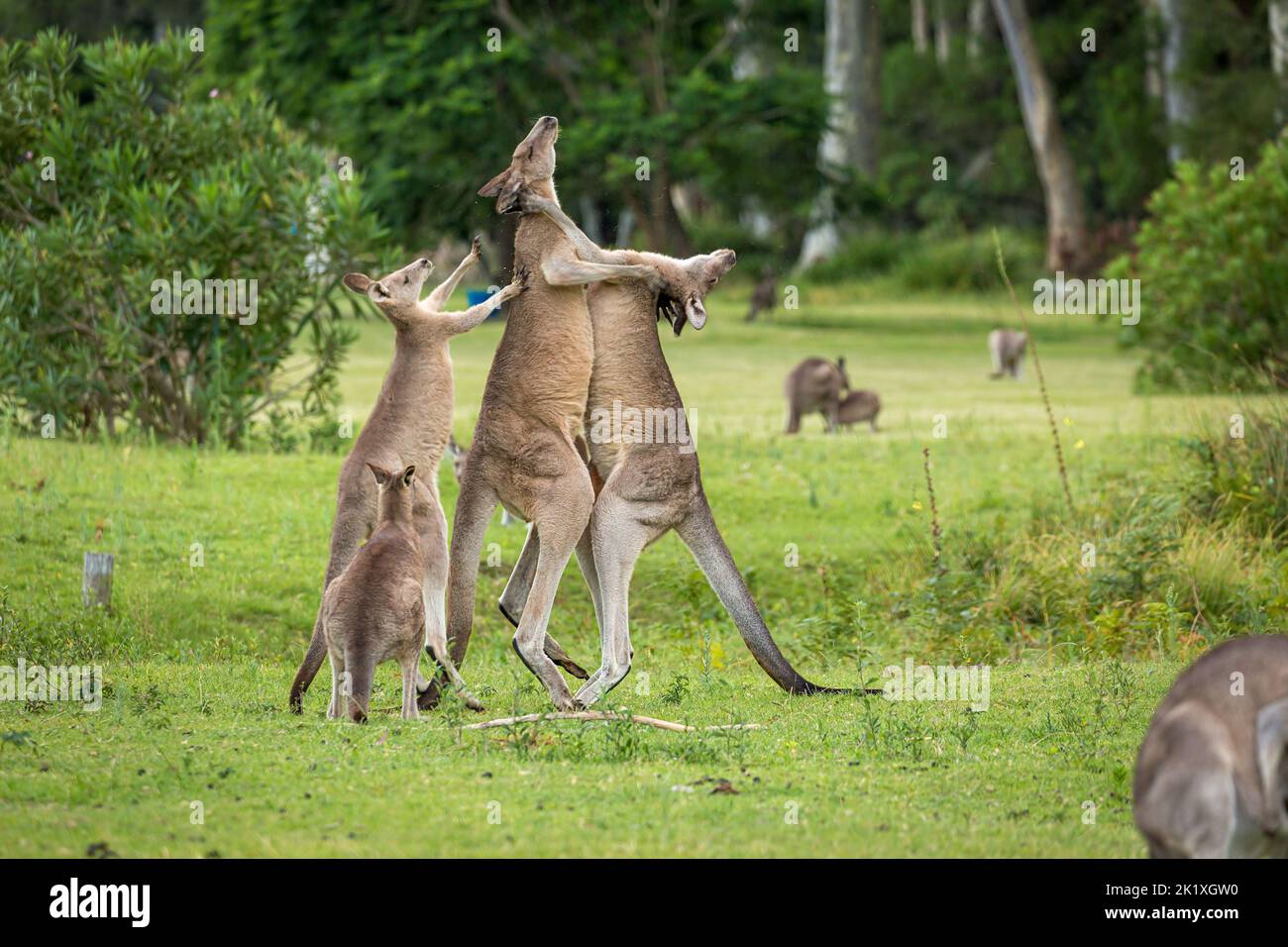 Female kangaroo tries to break up two males fighting Stock Photo