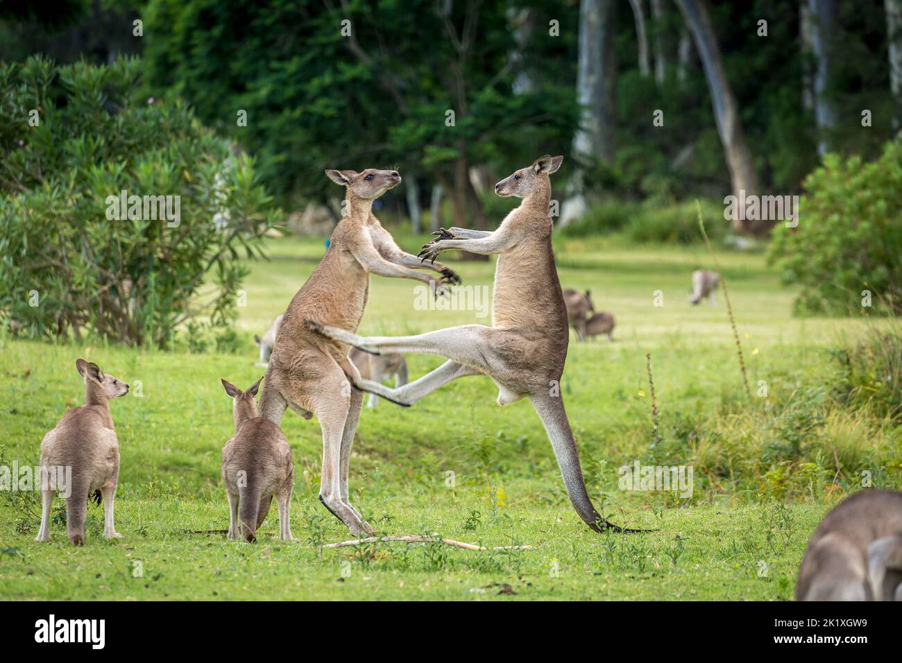 Knagaroo mid kick to another male kangaroo fight for dominance Stock Photo