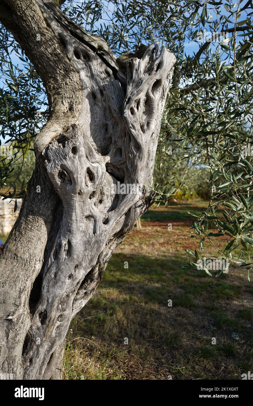 Buža, widespread Istrian olive tree variety Stock Photo